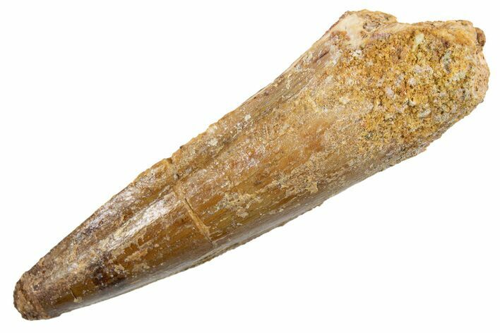 Fossil Spinosaurus Tooth - Real Dinosaur Tooth #345924
